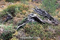 wbgarden alps 76